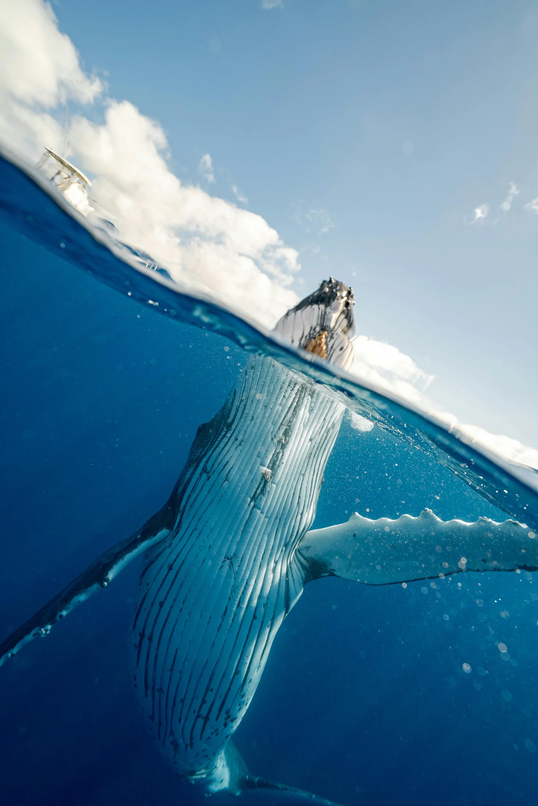 Blue whale tail emerging from water