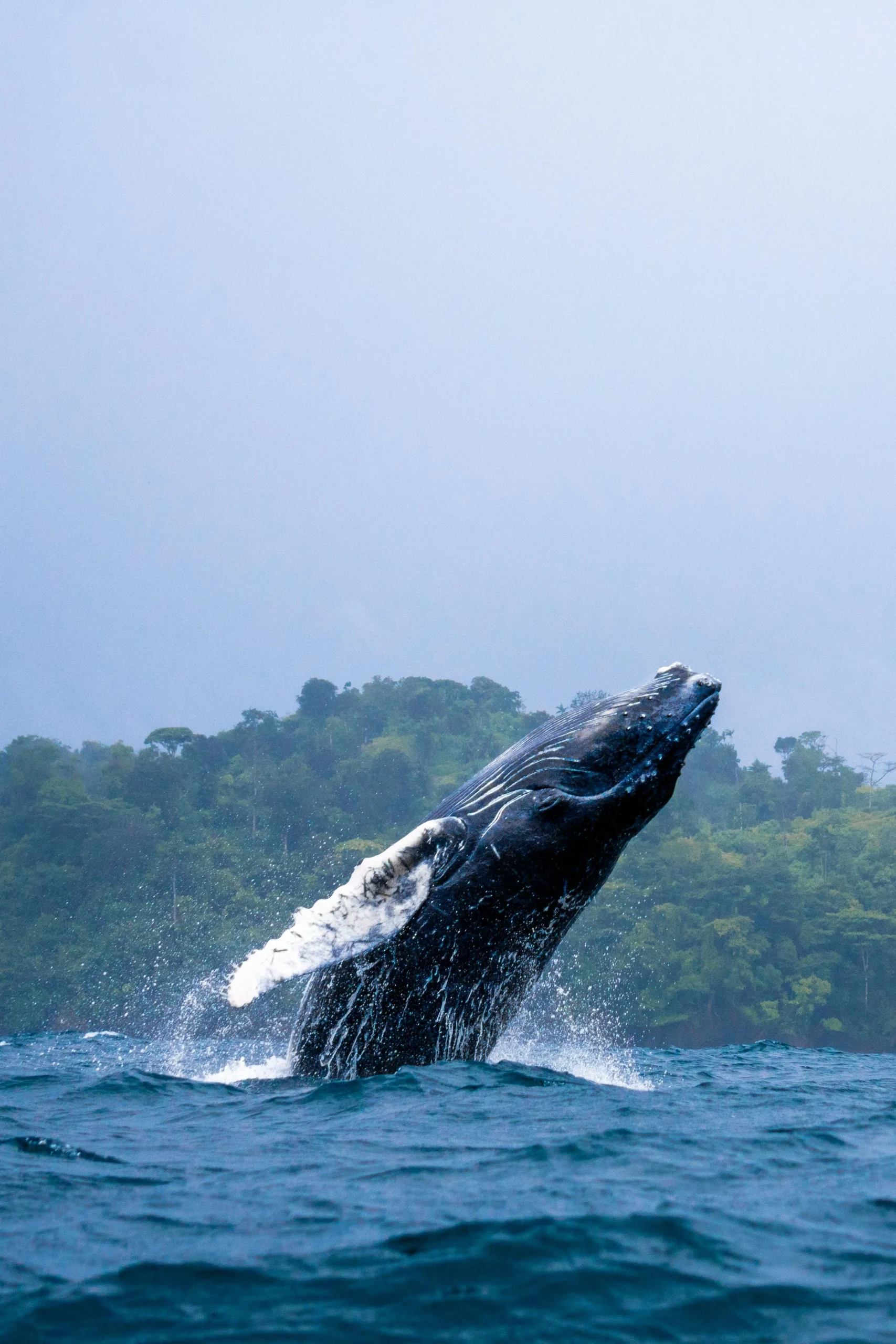 Blue whale surfacing in Mirissa